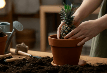 Aprenda a Plantar Abacaxi em Casa