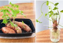 Como Plantar Batata-Doce