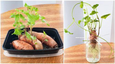 Como Plantar Batata-Doce