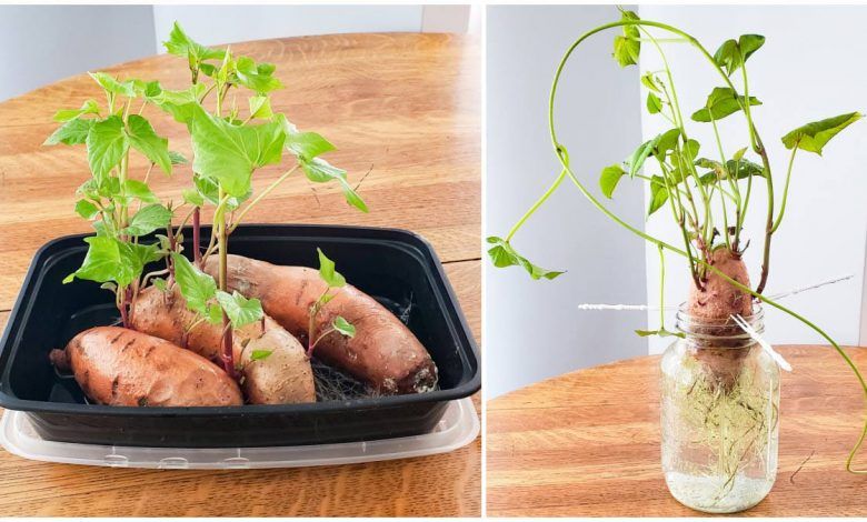 Como Plantar Batata-Doce