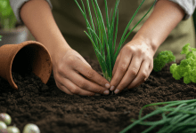 Como Plantar Cebolinha