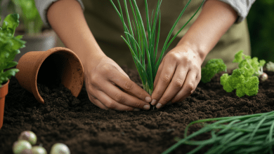 Como Plantar Cebolinha