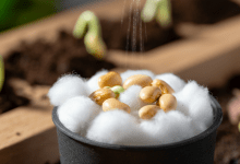 Como Plantar Feijão no Algodão