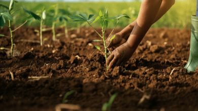 Como Plantar Mandioca