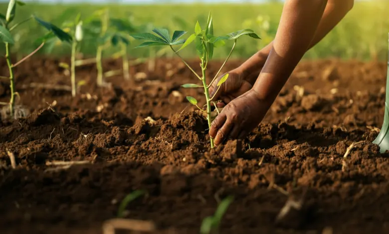Como Plantar Mandioca