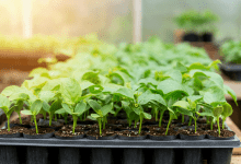 Como Plantar Maracujá