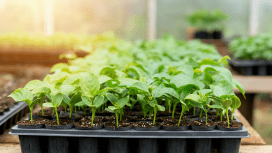 Como Plantar Maracujá