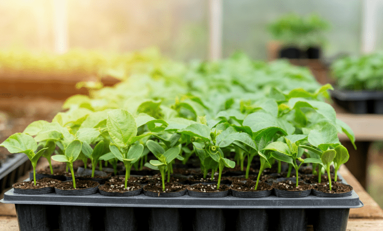Como Plantar Maracujá