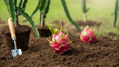 Como Plantar Pitaya
