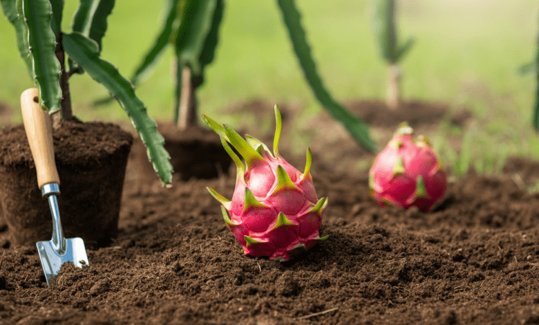 Como Plantar Pitaya