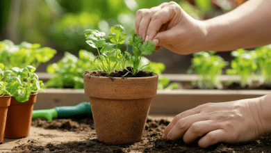 Como plantar coentro