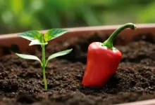 Como plantar pimenta