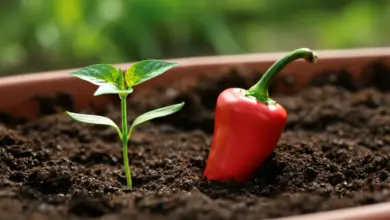 Como plantar pimenta
