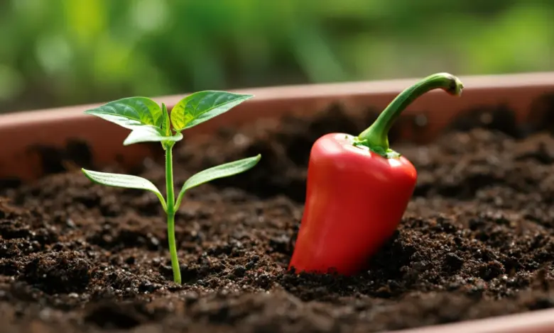 Como plantar pimenta