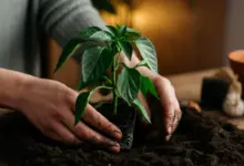 Como plantar pimentao