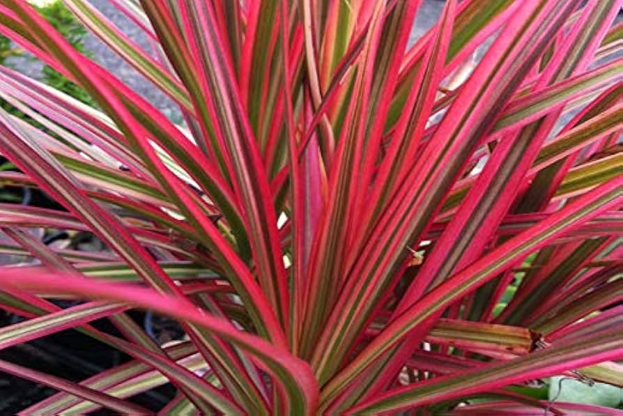 Dracena 