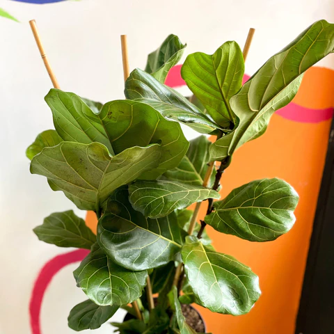 Ficus 