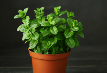 Hortelã em Vaso Dicas Fáceis de Plantar e Cultivar em Casa
