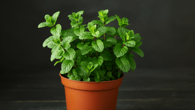 Hortelã em Vaso Dicas Fáceis de Plantar e Cultivar em Casa