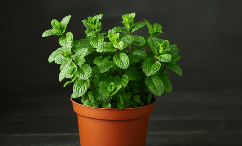 Hortelã em Vaso Dicas Fáceis de Plantar e Cultivar em Casa