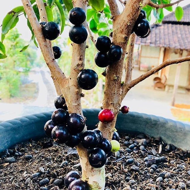Jabuticabeira 