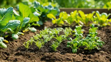 Melhores adubos para horta em casa