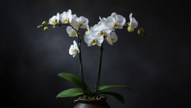 Orquídea no Vaso