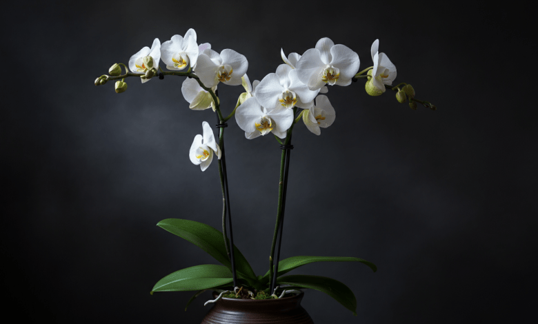 Orquídea no Vaso