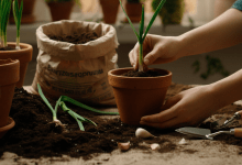 Plantar Alho em Casa