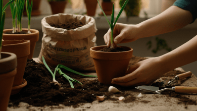 Plantar Alho em Casa