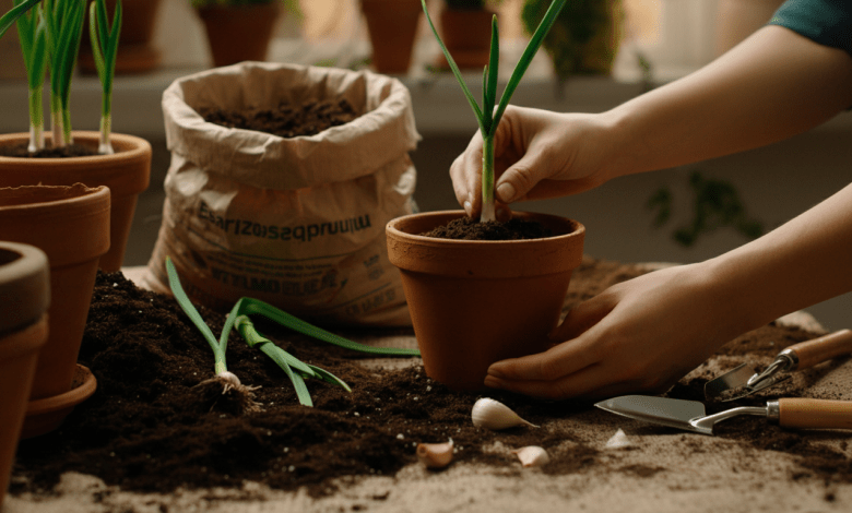 Plantar Alho em Casa