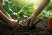 como Plantar Banana