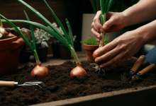 Plantar Cebola em Casa