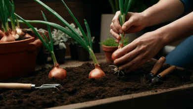 Plantar Cebola em Casa