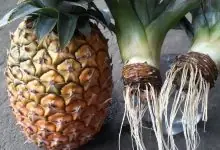 Plantar Abacaxi em Casa