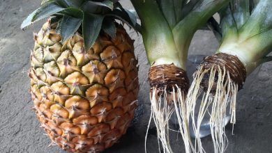 Plantar Abacaxi em Casa