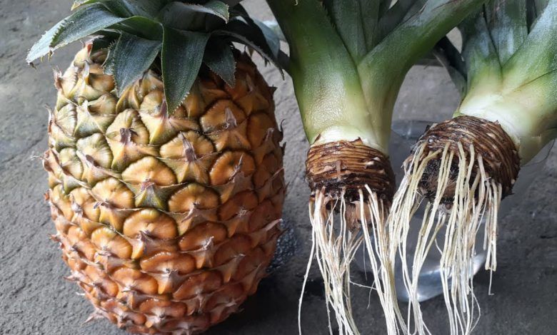 Plantar Abacaxi em Casa