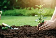 como plantar acerola