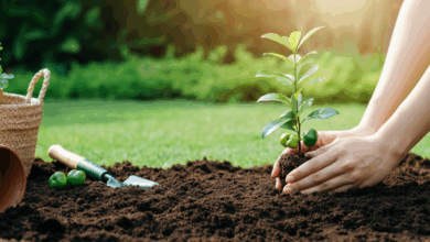 como plantar acerola