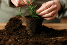 como plantar alecrim