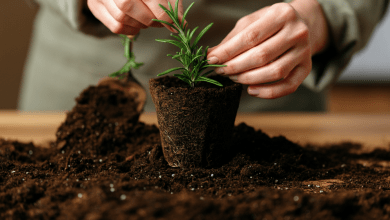 como plantar alecrim
