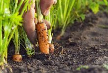 como plantar cenoura