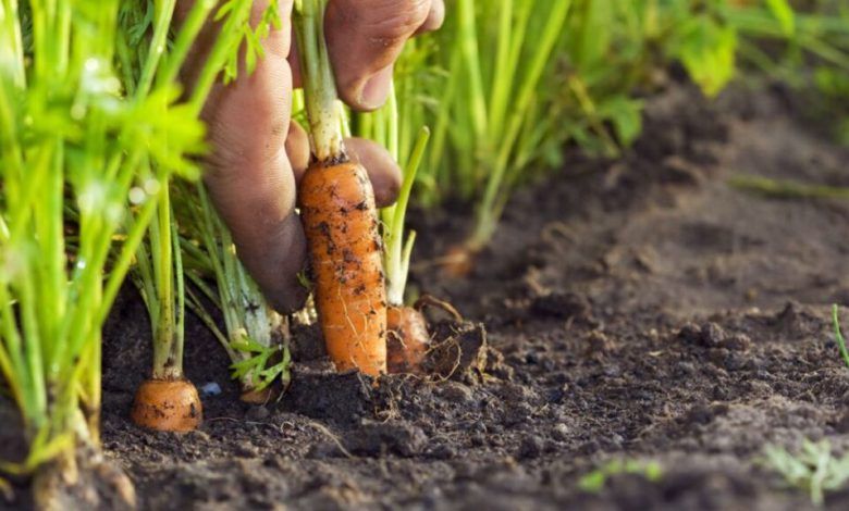 como plantar cenoura