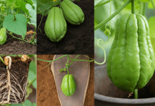 como plantar chuchu no vaso