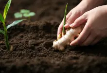 como plantar gengibre