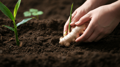 como plantar gengibre
