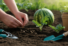como plantar melancia