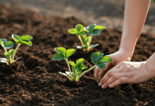 como plantar morango