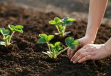 como plantar morango