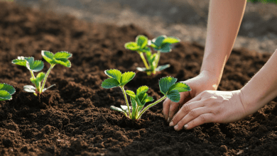 como plantar morango